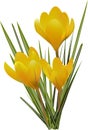 yellow crocuses isolated Royalty Free Stock Photo