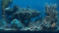 Wreck ship, under water, aqua life