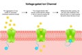 Voltage-gated ion channel vector illustration diagram Royalty Free Stock Photo