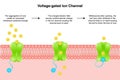 Voltage-gated ion channel vector illustration diagram