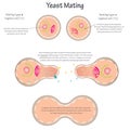 Yeast Mating vector illustration diagram Royalty Free Stock Photo