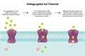 Voltage-gated ion channel vector illustration diagram