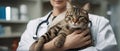AI. The cat is in the hands of the veterinarian. Vet clinic. Doctor. Pet check and vaccination. Healthcare Royalty Free Stock Photo