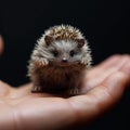 AI-Created Petite Hedgehog on Human Hand