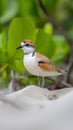 AI creates image of Malay Plover, a small number of which is at risk of extinction.