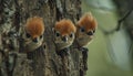 AI creates images of Curious baby WOODPECKERS peeking behind the tree trunk high resolution photography,