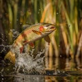 AI creates images of freshwater fish in rice fields, Royalty Free Stock Photo