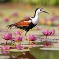 AI creates images of a Pheasant-tailed Jacana bird in a white lotus pond.Colorful images