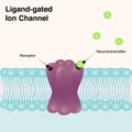 Transmembrane ligand-gated ion channel Royalty Free Stock Photo