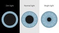 Human eye. The pupil size in different lighting. Royalty Free Stock Photo