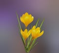 yellow crocuses Royalty Free Stock Photo