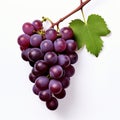 Fresh of blue grapes with leaves isolated on a white background Royalty Free Stock Photo
