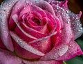 AI generate Macro photo showing water droplets remaining on a rose