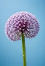 an allium flower against a blue sky Royalty Free Stock Photo