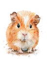 Ai Generated Watercolor Portrait Of Cute Childish Guinea Pig HAmster in Pastel Colors Isolated On White Background