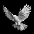 Photorealist white winged dove, a representation of the New Testament Holy Spirit on a black background