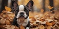 Autumn bliss with a cute french bulldog puppy among fallen leaves.