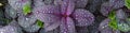 Waterdrops on purple plant banner Royalty Free Stock Photo