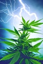 Marijuanna lightning Royalty Free Stock Photo