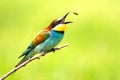 Bee Eater Bird In Mid Action Catching Insect With Clean Natural Green Background Royalty Free Stock Photo