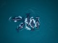AI generated bird's eye view of a herd of dolphins in sea Royalty Free Stock Photo