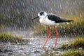 Black Winged Stilt Standing In Heavy Rain With Dramatic Water Drops And Mood Royalty Free Stock Photo