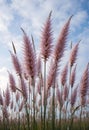 Soft Pink Pampas Grass Reaching Toward Sky In Natural Elegant Field Scene Royalty Free Stock Photo