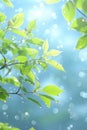 Branch with fresh leaves and water droplets, bokeh lights. Royalty Free Stock Photo