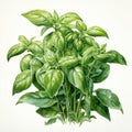 A charming watercolor botanical illustration of a sprig of basil by AI generated