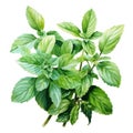 A charming watercolor botanical illustration of a sprig of mint by AI generated