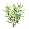A charming watercolor botanical illustration of a sprig of rosemary by AI generated
