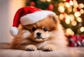 Chritmas scene - A cute pomeraniam puppy with a Santa Claus hat - AI generated Royalty Free Stock Photo