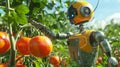 AI Generated. A close-up of an android robot harvesting ripe greenhouse tomatoes.