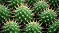 close-up of a cactus\'s spiky texture pattern, with rows of sharp thorns in various shapes and sizes by AI generated