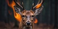 Close up of deer& x27;s eye with reflection of fire in forest. Royalty Free Stock Photo
