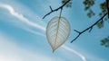 a close up of a leaf on a tree branch with a blue sky in the background Royalty Free Stock Photo