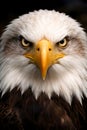 Powerful Bald Eagle Face Close Up Symbolizing Freedom And Sharp Vision Royalty Free Stock Photo
