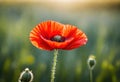 a close up of red poppy flower with the sunlight filtering and bokeh background