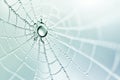 Spider web with dew drops in focus.