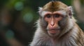 Close up of a wild macaque or Gibraltar monkey.