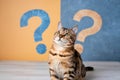 Curious Bengal Cat with Question Marks Background Royalty Free Stock Photo