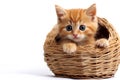 AI generated Cute red kitten in the wicker basket Royalty Free Stock Photo