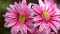 Beautiful Pink Chrysanthemum Flower with Water Droplets - AI generated