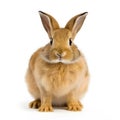 Cute Brown Rabbit Isolated on White Background - Studio Shot - Side View - AI generated