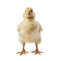 Cute Little Chicken Isolated on White Background - AI generated