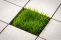 Modern Permeable Pavement System Supporting Lush Grass Growth Between Concrete Blocks Royalty Free Stock Photo