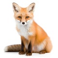 Red fox sitting on white background. Isolated on white background. Ai generated