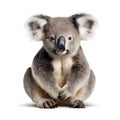Koala Sitting Isolated on White Background - AI generated Royalty Free Stock Photo