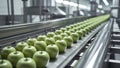 Fresh green apples on a conveyor belt in a modern processing facility showcasing efficient sorting and packaging methods Royalty Free Stock Photo