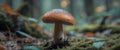 freshness of autumn a close up of a slimy toadstool. Royalty Free Stock Photo